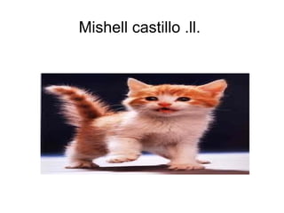 Mishell castillo .ll.

 