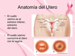 Anatomía del Utero
• El cuello
uterino es el
extremo inferior,
estrecho
del útero.
• El cuello uterino
comunica el útero
con la vagina.
 