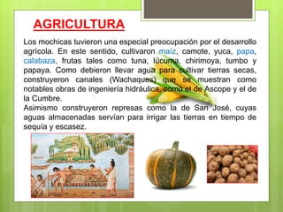 AGRICULTURA
Los mochicas tuvieron una especial preocupación por el desarrollo
agrícola. En este sentido, cultivaron maíz, camote, yuca, papa,
calabaza, frutas tales como tuna, lúcuma, chirimoya, tumbo y
papaya. Como debieron llevar agua para cultivar tierras secas,
construyeron canales (Wachaques) que se muestran como
notables obras de ingeniería hidráulica, como el de Ascope y el de
la Cumbre.
Asimismo construyeron represas como la de San José, cuyas
aguas almacenadas servían para irrigar las tierras en tiempo de
sequía y escasez.
 