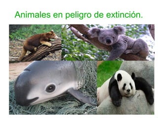 Animales en peligro de extinción.
 