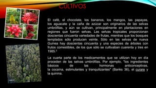 CULTIVOS
El café, el chocolate, los bananos, los mangos, las papayas,
los aguacate y la caña de azúcar son originarios de las selvas
umbrófilas, y aún se cultivan, principalmente en plantaciones en
regiones que fueron selvas. Las selvas tropicales proporcionan
doscientas cincuenta variedades de frutas, mientras que los bosques
templados sólo producen veinte. Sólo en las selvas de nueva
Guinea hay doscientas cincuenta y una especies de árboles con
frutos comestibles, de los que sólo se cultivaban cuarenta y tres en
1985.3
La cuarta parte de los medicamentos que se utilizan hoy en día
proceden de las selvas umbrófilas. Por ejemplo, "los ingredientes
básicos de las hormonas anticonceptivas,
la cocaína, estimulantes y tranquilizantes" (Banks 36), el curare y
la quinina.
 