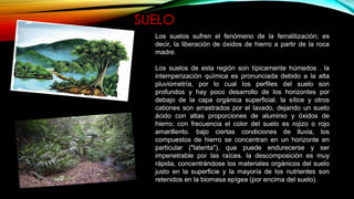 SUELO
Los suelos sufren el fenómeno de la ferralitización; es
decir, la liberación de óxidos de hierro a partir de la roca
madre.
Los suelos de esta región son típicamente húmedos . la
intemperización química es pronunciada debido a la alta
pluviometría, por lo cual los perfiles del suelo son
profundos y hay poco desarrollo de los horizontes por
debajo de la capa orgánica superficial. la sílice y otros
cationes son arrastrados por el lavado, dejando un suelo
ácido con altas proporciones de aluminio y óxidos de
hierro; con frecuencia el color del suelo es rojizo o rojo
amarillento. bajo ciertas condiciones de lluvia, los
compuestos de hierro se concentran en un horizonte en
particular ("laterita"), que puede endurecerse y ser
impenetrable por las raíces. la descomposición es muy
rápida, concentrándose los materiales orgánicos del suelo
justo en la superficie y la mayoría de los nutrientes son
retenidos en la biomasa epígea (por encima del suelo).
 