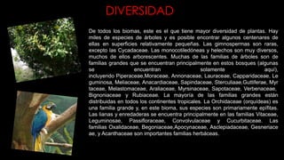 DIVERSIDAD
De todos los biomas, este es el que tiene mayor diversidad de plantas. Hay
miles de especies de árboles y es posible encontrar algunos centenares de
ellas en superficies relativamente pequeñas. Las gimnospermas son raras,
excepto las Cycadaceae. Las monocotiledóneas y helechos son muy diversos,
muchos de ellos arborescentes. Muchas de las familias de árboles son de
familias grandes que se encuentran principalmente en estos bosques (algunas
se encuentran solamente aquí),
incluyendo Piperaceae,Moraceae, Annonaceae, Lauraceae, Capparidaceae, Le
guminosa, Meliaceae, Anacardiaceae, Sapindaceae, Sterculiaae,Guttiferae, Myr
taceae, Melastomaceae, Araliaceae, Myrsinaceae, Sapotaceae, Verbenaceae,
Bignoniaceae y Rubiaceae. La mayoría de las familias grandes están
distribuidas en todos los continentes tropicales. La Orchidaceae (orquídeas) es
una familia grande y, en este bioma, sus especies son primariamente epífitas.
Las lianas y enredaderas se encuentra principalmente en las familias Vitaceae,
Leguminosae, Passifloraceae, Convolvulaceae y Cucurbitaceae. Las
familias Oxalidaceae, Begoniaceae,Apocynaceae, Asclepiadaceae, Gesneriace
ae, y Acanthaceae son importantes familias herbáceas.
 