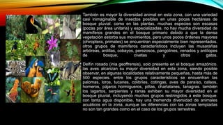 También es mayor la diversidad animal en esta zona, con una variedad
casi inimaginable de insectos posibles en unas pocas hectáreas de
bosque pluvial. como en las plantas, muchas especies son escasas
(pocas por área unitaria) y especializadas. no hay mucha diversidad de
mamíferos grandes en el bosque primario debido a que la densa
vegetación estorba sus movimientos, pero unos pocos órdenes mayores
(chiroptera, primates) se encuentran especialmente bien representados.
otros grupos de mamíferos característicos incluyen las musarañas
arbóreas, ardillas, cobayos, perezosos, pangolines, venados y antílopes
de bosque, civetas y otros gatos.
Delfín rosado (inia geoffrensis), solo presente en el bosque amazónico.
las aves alcanzan su mayor diversidad en esta zona, siendo posible
observar, en algunas localidades relativamente pequeñas, hasta más de
500 especies. entre los grupos característicos se encuentran las
palomas, loros, tucanes, colibríes, cotingas, aves de paraíso, calaos,
horneros, pájaros hormigueros, pittas, charlatanes, tanagras. también
los lagartos, serpientes y ranas exhiben su mayor diversidad en el
bosque pluvial, incluyendo muchos grupos restringidos a este bosque.
con tanta agua disponible, hay una tremenda diversidad de animales
acuáticos en la zona, aunque las diferencias con las zonas templadas
no son tan grandes como en el caso de los grupos terrestres.
 