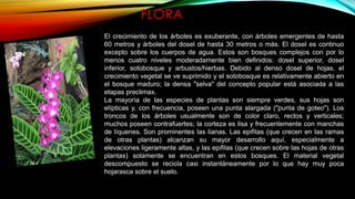 FLORA
El crecimiento de los árboles es exuberante, con árboles emergentes de hasta
60 metros y árboles del dosel de hasta 30 metros o más. El dosel es continuo
excepto sobre los cuerpos de agua. Estos son bosques complejos con por lo
menos cuatro niveles moderadamente bien definidos: dosel superior, dosel
inferior, sotobosque y arbustos/hierbas. Debido al denso dosel de hojas, el
crecimiento vegetal se ve suprimido y el sotobosque es relativamente abierto en
el bosque maduro; la densa "selva" del concepto popular está asociada a las
etapas preclimax.
La mayoría de las especies de plantas son siempre verdes, sus hojas son
elípticas y, con frecuencia, poseen una punta alargada ("punta de goteo"). Los
troncos de los árboles usualmente son de color claro, rectos y verticales;
muchos poseen contrafuertes; la corteza es lisa y frecuentemente con manchas
de líquenes. Son prominentes las lianas. Las epifitas (que crecen en las ramas
de otras plantas) alcanzan su mayor desarrollo aquí, especialmente a
elevaciones ligeramente altas, y las epifilas (que crecen sobre las hojas de otras
plantas) solamente se encuentran en estos bosques. El material vegetal
descompuesto se recicla casi instantáneamente por lo que hay muy poca
hojarasca sobre el suelo.
 