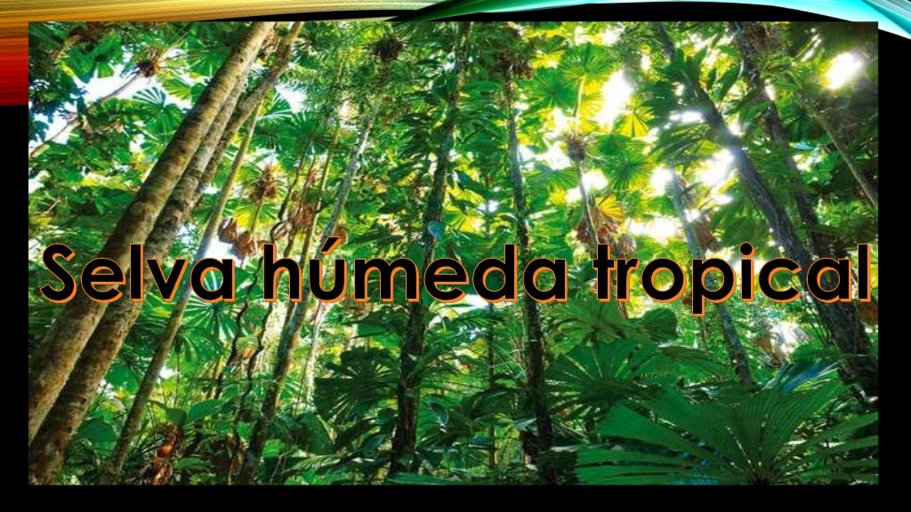 Selva Húmeda Tropical