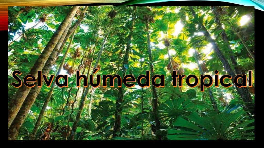 Selva Húmeda Tropical. Selva Húmeda Tropical.