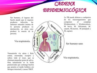 La TB puede deberse a cualquiera
de los microorganismos que
componen el complejo
M.tuberculosis ( M.tuberculosis,
M bovis, M. Africanum, M.
canetti, M.microti, .M pinnipedi y
M, caprae).
Ser humano sano
Ser humano, el ingreso del
bacilo puede que ni siquiera
produzca infección, las
defensas naturales innatas de
la persona producen su
destrucción, en otros caso
produce la muerte de la
persona.
Reservorio
Transmisión vía aérea ( Reír,
cantar, estornudar, escupir) y
sobres todo al toser, que se
eliminan pequeñas gotas de saliva.
Otra transmisión es la leche
pasteurizada que contenga bacilos
que penetra al tejido linfático oro
faríngeo intestinal y causar TBEP.
Vía respiratoria.
Puertade
entrada
Vía respiratoria.
 