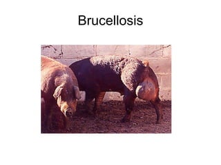 Brucellosis 