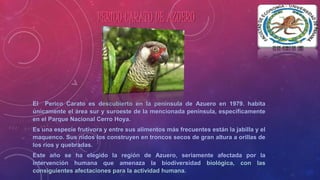 PERICO CARATO DE AZUERO 
El Perico Carato es descubierto en la península de Azuero en 1979. habita 
únicamente el área sur...