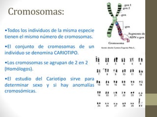 •Todos los individuos de la misma especie
tienen el mismo número de cromosomas.
•El conjunto de cromosomas de un
individuo se denomina CARIOTIPO.
•Los cromosomas se agrupan de 2 en 2
(Homólogos).
•El estudio del Cariotipo sirve para
determinar sexo y si hay anomalías
cromosómicas.
 