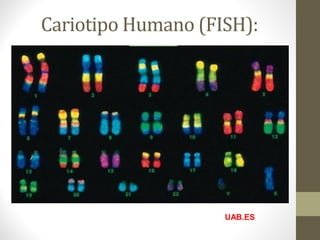 UAB.ES
Cariotipo Humano (FISH):
 