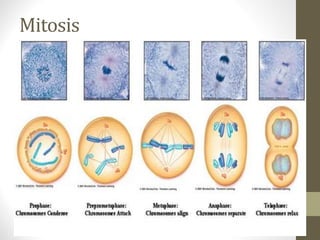 Mitosis
 