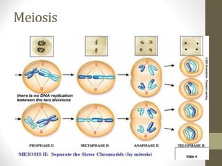 Meiosis
 