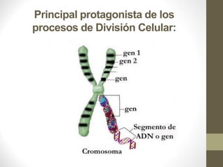 Principal protagonista de los
procesos de División Celular:
 