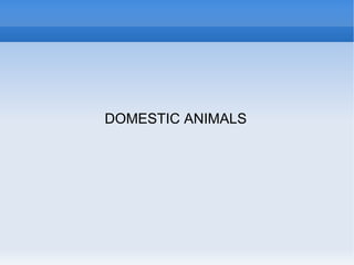 DOMESTIC ANIMALS 