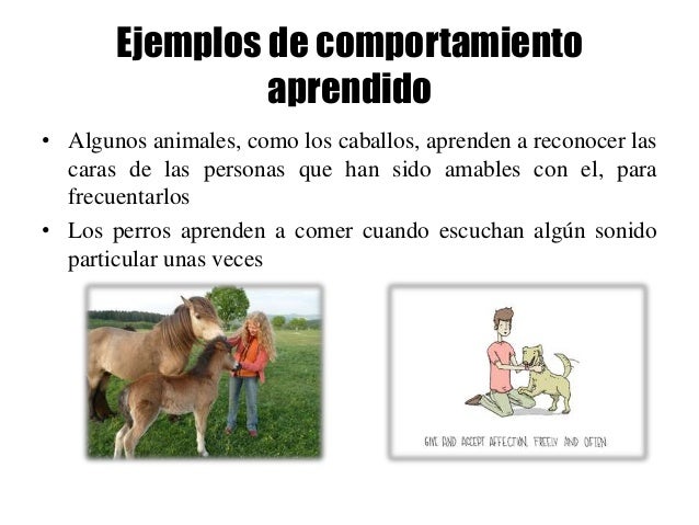 Ejemplos De Comportamiento Aprendido En Animales