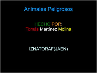 HECHO POR:
Tomás Martínez Molina
IZNATORAF(JAEN)
ANIMALES PELIGROSOS
Animales Peligrosos
 