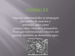Algunas enfermedades se propagan
      por medio de insectos y
       animales, tales como
 pulgas, ratas, moscas y mosquitos.
Propagar enfermedades a través del
ganado también, se denomina agro-
             terrorismo.
 