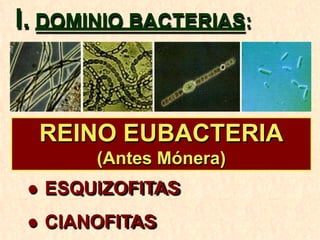 REINO EUBACTERIA
(Antes Mónera)
● ESQUIZOFITAS
● CIANOFITAS
I. DOMINIO BACTERIAS:
 
