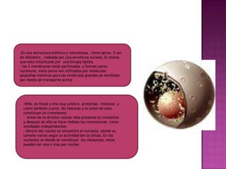 Es una estructura esférica y voluminosa , tiene aprox. 5 um de diámetro , rodeada por una envoltura nuclear, la misma que esta constituida por  una bicapa lipidia 