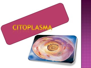 las 2 membranas están perforadas  y forman poros nucleares, estos poros son utilizados por moléculas pequeñas mientras para las moléculas grandes se movilizan por medio de transporte activo