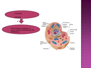 DNA, es lineal y eta muy unido a  proteínas – histonas  y como tambien a prot. No histonas y la union de esta constituye un cromosoma