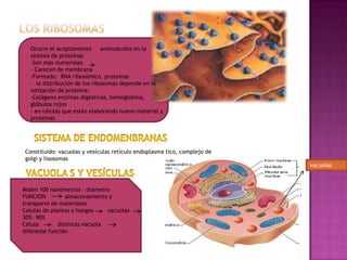  Antes de la division celular esta presente la cromatina y despues de ella se hace visibles los cromosomas  como entidades independientes