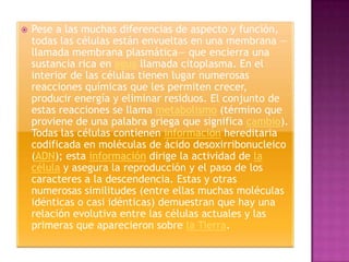 Los ribosomasOcurre el acoplamiento     aminoácidos en la síntesis de proteínas Son mas numerosas 