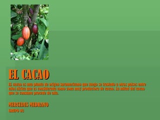EL CACAO EL cacao es una planta de origen suramericano que luego se traslado a otros paises entre ellos Africa que es considerada como zona muy productora de cacao. La mitad del cacao que se consume procede de alla. MERCEDES MEDRANO GRUPO 03 