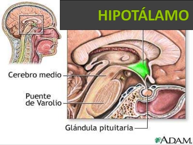  El Hipotálamo es una glándula hormonal del volumen de un
guisante situado en el centro del cerebro, que controla y regul...