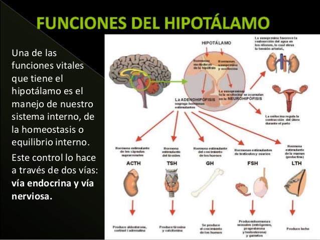 Que Es El Hipotálamo Y Sus Funciones www.slideshare.net
