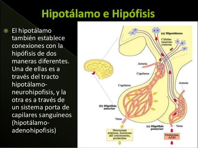 hipotalamo