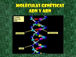 MOLÉCULAS GENÉTICASADN Y ARN 