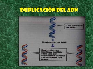 Duplicación del adn