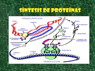 Síntesis de proteínas