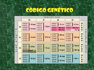 Código genético