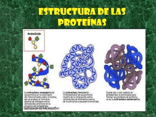 Estructura de las proteínas