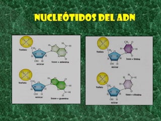 Nucleótidos del ADN