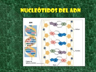 Nucleótidos del ADN