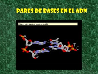 Pares de bases en el adn