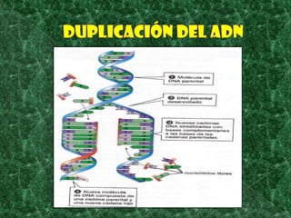 Duplicación del ADN
