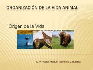 ORGANIZACIÓN DE LA VIDA ANIMAL



Origen de la Vida




             M.V Víctor Manuel Treminio González
 