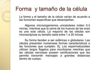 Forma y tamaño de la célula
 La forma y el tamaño de la célula varían de acuerdo a
 las funciones específicas que desempeñan.
     Algunos microorganismos unicelulares miden 0,3
 micras, mientras que la yema de los huevos de las aves
 es una sola célula. La mayoría de las células son
 microscópicas su tamaño asila entre 1 a 20 micras
       Su forma tienden a ser esféricas o globulares. Las
 células presentan numerosas formas características a
 las funciones que cumplen. Ej. Los espermatozoides
 utilizan largos flagelos para movilizarse mientras que
 las células nerviosas poseen ramificaciones que les
 permite transmitir mensajes a grandes distancias
 dentro de cuerpo.
 