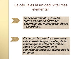 La célula es la unidad vital más
           elemental.

     Su descubrimiento y estudio
     fueron posibles a partir del
     desarrollo del microscopio óptico
     y electrónico.



     El cuerpo de todos los seres vivos
     esta constituido por células, de tal
     manera que la actividad vital de
     estos es la resultante de la
     actividad de todas las células que la
     integran.
 