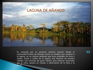 LAGUNA DE AÑANGO




Es conocida por su atractivo entorno natural. Desde la
comunidad Kichwa de Añango existe un sendero que conduce a
la laguna; es un camino peatonal que dura alrededor de hora y
media. Existe a orillas de la laguna una hostería de primera
calidad, con servicios de guías nativos para efectuar recorridos
por la selva, paseos en canoas y observación de la flora y la
fauna.
 