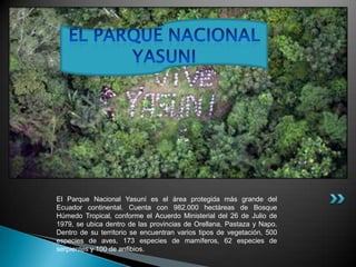 El Parque Nacional Yasuní es el área protegida más grande del
Ecuador continental. Cuenta con 982.000 hectáreas de Bosque
Húmedo Tropical, conforme el Acuerdo Ministerial del 26 de Julio de
1979, se ubica dentro de las provincias de Orellana, Pastaza y Napo.
Dentro de su territorio se encuentran varios tipos de vegetación, 500
especies de aves, 173 especies de mamíferos, 62 especies de
serpientes y 100 de anfibios.
 