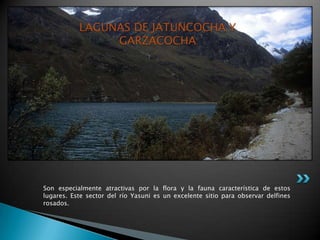 LAGUNAS DE JATUNCOCHA Y
                GARZACOCHA




Son especialmente atractivas por la flora y la fauna característica de estos
lugares. Este sector del río Yasuni es un excelente sitio para observar delfines
rosados.
 