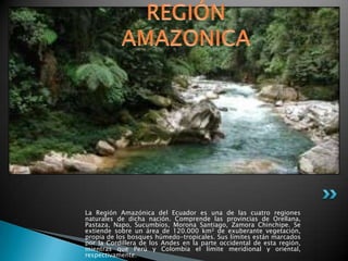 La Región Amazónica del Ecuador es una de las cuatro regiones
naturales de dicha nación. Comprende las provincias de Orellana,
Pastaza, Napo, Sucumbíos, Morona Santiago, Zamora Chinchipe. Se
extiende sobre un área de 120.000 km² de exuberante vegetación,
propia de los bosques húmedo-tropicales. Sus límites están marcados
por la Cordillera de los Andes en la parte occidental de esta región,
mientras que Perú y Colombia el límite meridional y oriental,
respectivamente.
 