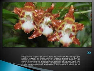 JARDÍN BOTÁNICO LAS ORQUIDEAS




Este jardín es un proyecto privado digno de admiración, Aquí se logró por
iniciativa privada y sin fondos públicos, regenerar y convertir un área de
terreno casi estéril de 7 hectáreas, en un hermoso Jardín Botánico, Este
trabajo de regeneración ambiental tomo alrededor de 18 años hasta que
que el bosque volvió a recuperarse y las especies de insectos, reptiles aves e
incluso mamíferos volvieron a resguardarse en este espacio recuperado de
bosque tropical.
 